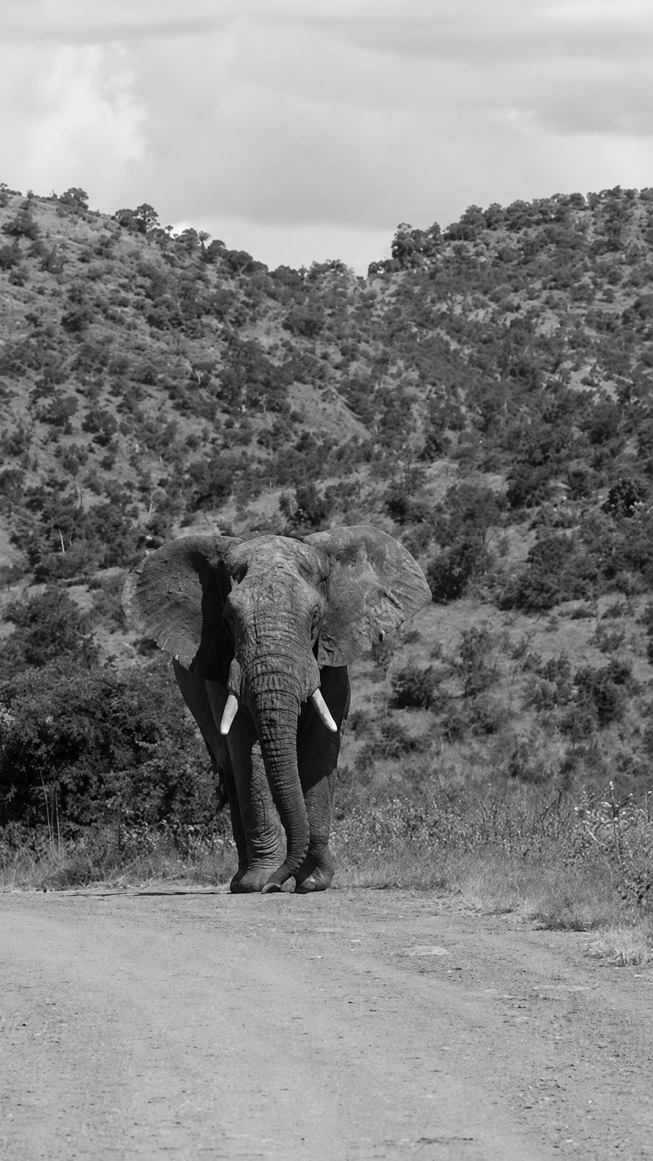 Black and white documentary photograph of an elephant walking down a road in South Africa